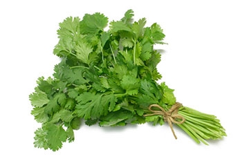 Coriander