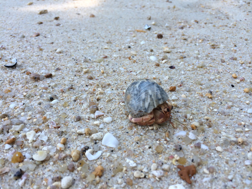 My favourite hermit crab on the beach.