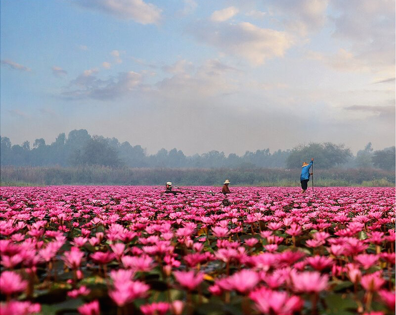 Pink Lotus Sea