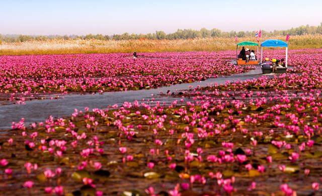 red lotus sea