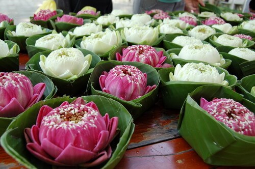 kratong-Lotus3