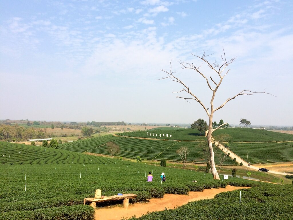 Choui Fong tea planation 